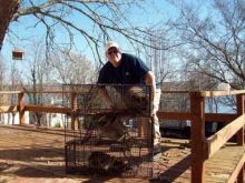 Raccoons in attic removal & control using cage traps