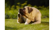 Fleas & Ticks