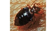 Bed Bug Elimination