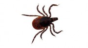 OCON Termite & Pest Control