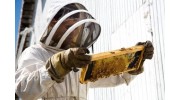 Bee Removal Services