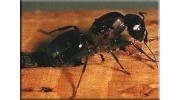 Carpenter Ants
