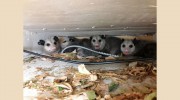 Rodent And Wildlife Control