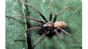 Spiders