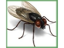 House & Filth Flies