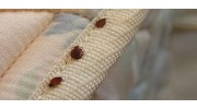Bed Bugs