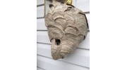 Yellowjacket Nest Removal