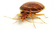 Accurate Pest Solutions