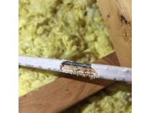 wires chewed from rodents in attic