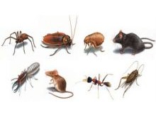 Common Household Pests