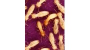 Termites Control