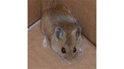 Mice