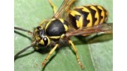 Bees & Wasps