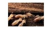 Termites Inspection