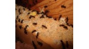 Ant Control