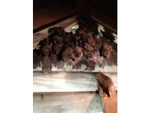 Bats in Gable Vent